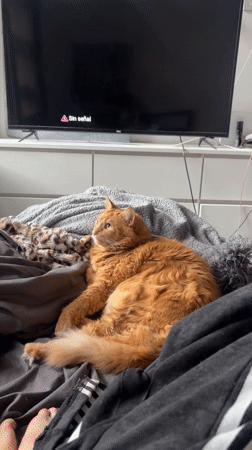 Orange tabby cat rests on blankets in Buenos Aires