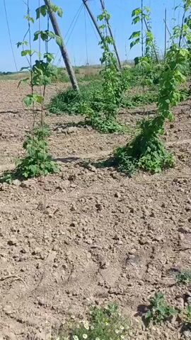 The video shows a hop field with rows of young hop plants supported by a trellis system. The ground between the rows is bare soil with some weeds. The camera pans to show a group of men gathered in the field. Some are sitting on the ground, while one man is standing and talking to them. They appear to be agricultural workers taking a break. The weather is sunny and the sky is blue.