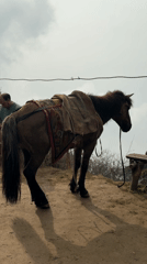 Livestock animals documented in rural Nepal village during early morning
