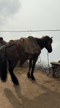 Livestock animals documented in rural Nepal village during early morning