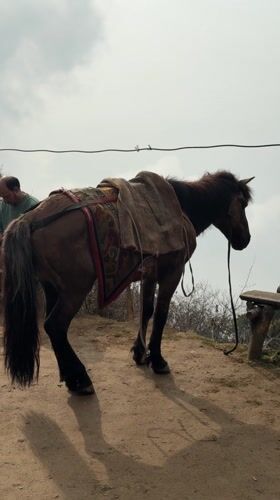 Livestock animals documented in rural Nepal village during early morning
