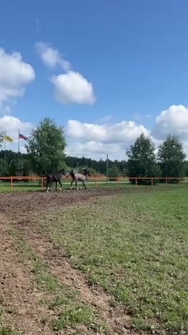 The video shows two horses in an outdoor enclosure on a sunny day with a blue sky and scattered clouds. The enclosure appears to be a paddock with a dirt and grass surface, surrounded by an orange fence. In the background, there are trees and a few buildings. The two horses, one dark brown and one lighter gray, are interacting with each other. The dark horse appears to be nudging or playing with the gray horse, which is facing away from the camera. Both horses are moving within the enclosure. There are also some flags visible in the background on the left side of the screen.
