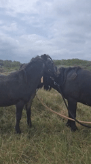 Tethered horses graze in coastal field, Oye-Plage, France