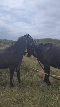 Tethered horses graze in coastal field, Oye-Plage, France
