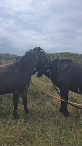 Two dark-colored horses stand in a grassy field under an overcast sky. The horses are tethered to a rope that lies on the ground between them. Their heads are close together, and they appear to be interacting with each other. The horse on the right has its mane braided. In the background, there are indications of trees and a more distant landscape. Distant human voices are audible.