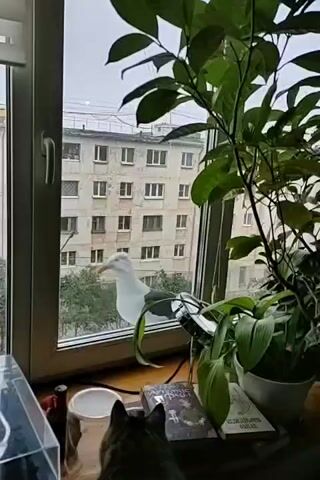 A pigeon is perched on a windowsill, looking into an apartment. Inside the apartment, a cat is looking up at the pigeon. Outside the window, there is a building and some trees. The room is cluttered with objects including a record player, plants, and books.