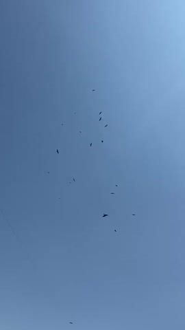 A flock of birds is flying in the sky against a clear blue sky. There is a thin wire visible in the bottom left corner of the frame, possibly a power line or antenna. The birds are scattered across the sky, some flying individually and others in small groups. The sun is visible in the top right corner of the frame, casting a slight glare. The birds are too small and distant to identify their species.