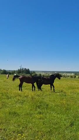 Two horses are interacting in a lush green field under a clear blue sky. The horse on the left is a reddish-brown color, while the horse on the right is dark brown or black. They appear to be playfully nuzzling each other or engaging in a mild tussle, with one horse leaning its head towards the other's neck. In the background, there are other horses grazing in the distance, and a few trees dot the landscape. The field is covered in green grass and dotted with small yellow flowers, suggesting a warm, sunny day. The overall scene is peaceful and idyllic, capturing a moment of natural interaction between the animals in a rural setting. The time of day appears to be daytime, likely midday, given the bright sunlight and clear sky. The location is a field in Kaporskoe, Russia. There are no visible people or text in the media file.