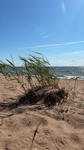 A close-up, low-angle shot shows a clump of green grass on a sandy beach. The grass is bending in the wind. The background features the ocean with choppy waves and a clear blue sky with a few wispy clouds. The sun is shining, casting shadows on the sand.