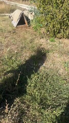 This media file captures a brief outdoor scene in Topola Municipality, Serbia. The primary subject is a small, light brown puppy with darker markings around its face. The puppy is walking on dry, patchy grass and dirt, with scattered weeds and some dry leaves.

In the background, to the left, there is a makeshift shelter constructed from wood and covered with a light-colored tarp, likely a doghouse. Behind the shelter, there are some larger green bushes or trees. The ground appears somewhat unkempt, suggesting a rural or backyard setting.

The scene is bathed in sunlight, casting long shadows, indicating it is likely daytime, possibly late afternoon given the shadow length. The weather appears clear and sunny.

The puppy is the sole visible living creature actively engaged in the scene. Its demeanor is curious and playful as it explores the ground, pausing briefly to lick its nose. The overall mood is peaceful and natural, highlighting the simple existence of the puppy in its environment. There is no visible text in the media file.