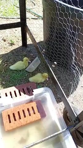 A high-angle medium shot shows two yellow ducklings in a fenced-in outdoor area. The ducklings are on a patch of grass, with a plastic container of water visible in the foreground, containing two bricks. A metal cage or pen structure is to the right of the ducklings, and a metal frame is to the left. The ground is a mixture of dirt and grass. The scene is lit by natural sunlight, casting shadows on the ground. The ducklings are facing different directions and appear to be resting.