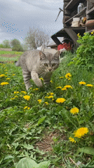 Spring Morning Captured: Woman, Cat Among Blooming Flowers in Rural Russia