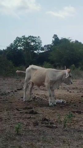 The video shows a tan-colored cow standing in a dry, muddy field. The cow has a rope around its neck and small horns. The field is sparsely vegetated with some small green plants visible. In the background, there are trees and a slightly overcast sky. The cow is still and looking downward.