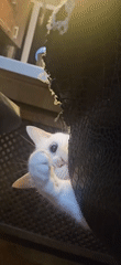 White kitten with blue eyes biting from behind torn furniture