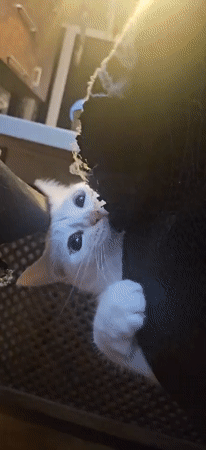 White kitten with blue eyes biting from behind torn furniture