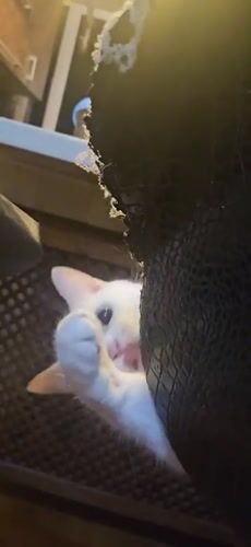 White kitten with blue eyes biting from behind torn furniture