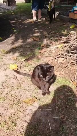 A person wearing dark shorts and sandals stands in the background of a dirt and grass yard. Next to them, a black cat walks away from the camera. In the foreground, a larger black cat sits on the ground, facing the camera with its paws tucked underneath it. The larger cat appears to be looking down, possibly at the ground. Fallen yellow leaves are scattered on the ground around the cats. A shadow of a person holding a camera falls across the foreground. A portion of a grey vehicle is visible on the left side of the frame. The environment appears to be an outdoor, somewhat unkempt yard.