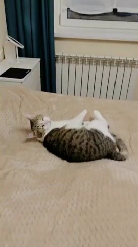 A cat lies curled up on a beige bedspread. It slowly unfurls, revealing its belly and paws. The cat's head turns, and it looks towards the camera before it tucks its head back in, curling up again.