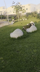 Two dogs play in Sderot park on sunny afternoon