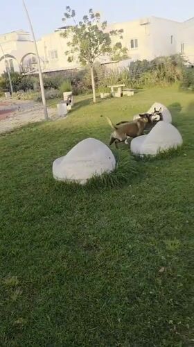 Two dogs play in Sderot park on sunny afternoon