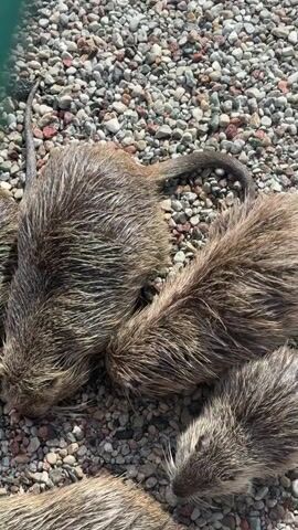 The video shows a close-up, overhead view of several dead animals, possibly muskrats or nutria, lying on a surface covered with small stones and gravel. The animals are brown and furry, with visible tails and whiskers. One of the animals appears to be positioned slightly above the others, with its tail extending upwards. The lighting suggests it is daytime. The question posed in the audio, "Are they eating pebbles?", is in Russian.