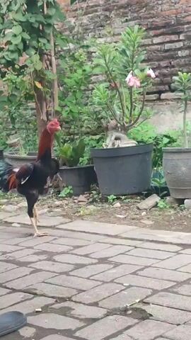 Here is a description of the video:

The video shows a rooster walking along a brick path. It has red plumage on its head and neck, with black feathers on its body and wings. The rooster flaps its wings and continues to walk along the path. In the background, there's a brick wall and several potted plants.