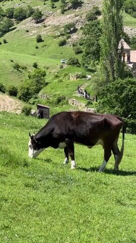 A cow with a dark brown body and a white face and legs grazes on a lush green hillside. The cow is in the foreground, facing left and down as it eats grass. In the background, a stone path winds up the hill, with a group of people walking along it. Further up the hill, a white car is parked. To the right of the path, a stone building with a red roof is visible, and beyond that, a tall tree and the stone ruins of an ancient structure. The environment is hilly and covered in green grass and scattered trees, suggesting a rural or mountainous landscape during the daytime.