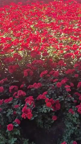 A field of red roses is shown in the video. The roses are in full bloom and cover the entire frame. The lighting suggests it is daytime, possibly early morning or late afternoon. The camera pans slightly, giving a sense of the vastness of the rose field. There are no people or other objects visible in the frame.