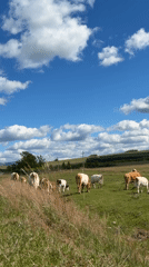 Cattle graze peacefully in Russian pastures under sunny skies