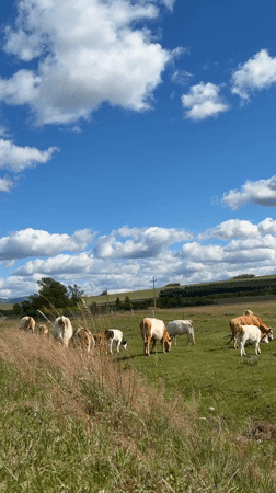 Cattle graze peacefully in Russian pastures under sunny skies