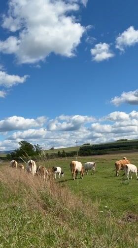Cattle graze peacefully in Russian pastures under sunny skies