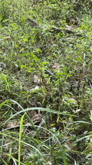 Wildlife and fruit spotted in Thai village morning