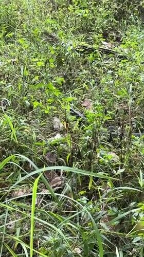 Wildlife and fruit spotted in Thai village morning