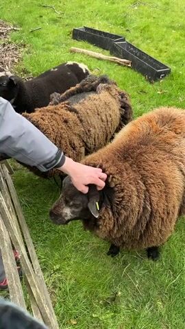 The video shows a hand petting the head of a brown sheep with a black face and small horns. The sheep is standing on green grass, with two other sheep behind it. One sheep behind it is mostly brown, and the other is black with a white patch. There is a grey fence to the left of the sheep and a black plastic feeding trough behind them. The hand belongs to a person wearing a grey jacket, and they are gently stroking the sheep's head.
