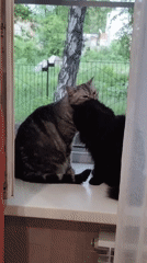 Indoor cat photography session showcasing various felines at home