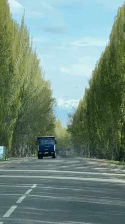 Traffic flows through tree-lined road tunnel in Kyrgyzstan