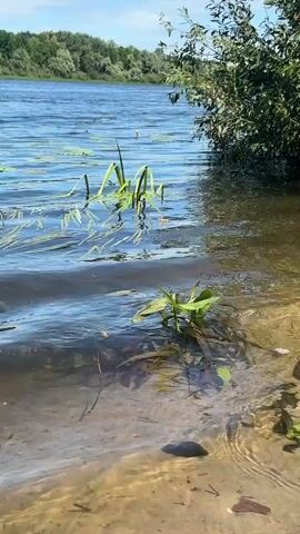 The media file captures a serene natural scene by a river. The foreground shows the clear, shallow water lapping at a sandy bank. Submerged vegetation, including reeds and other aquatic plants, is visible in the water, some reaching up to the surface. The water is rippled by a gentle current.

In the mid-ground, the wide river stretches out, its surface reflecting the bright sky. Scattered lily pads and more aquatic plants dot the water. In the distance, the opposite bank is lined with a dense forest of green trees. The sky above is a pale blue with some scattered white clouds, suggesting it is daytime, likely late morning or early afternoon, with fair weather.

The overall mood is peaceful and tranquil, emphasizing the beauty of the natural environment. There are no people or man-made objects visible in the scene. The location cues, such as the type of vegetation and the river landscape, are consistent with a rural setting. The timestamp indicates the recording occurred on 2024-07-17 at approximately 14:51:02. There is no visible text in the media file.