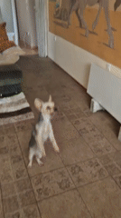 Yorkshire Terrier plays with blue balloon in Pavlikeni home