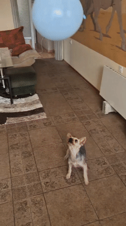 Yorkshire Terrier plays with blue balloon in Pavlikeni home