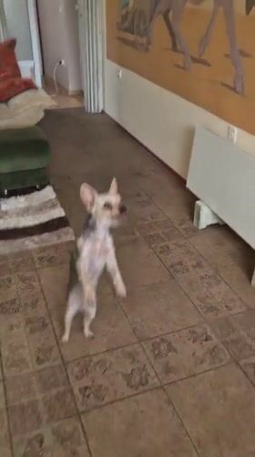 Yorkshire Terrier plays with blue balloon in Pavlikeni home