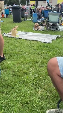 A fluffy, light brown dog wearing a bandana is lying on a grey blanket in the grass. Behind the dog, several people are sitting in chairs and on blankets in an outdoor setting, possibly a park or festival. A large black trash can is visible to the left, and a white water bottle sits on a grey blanket in the foreground. The ground is covered in green grass and some scattered leaves. The video is filmed from a low angle, focusing on the dog and the immediate surroundings.