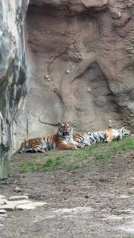 Two tigers are resting on a grassy slope in front of a rock formation that creates a cave-like shelter. One tiger is lying on its side, stretched out, with its mouth slightly open. The other tiger is mostly hidden behind the first, with only its hindquarters and tail visible. The ground is a mix of soil and grass. The rock formation is a rough, textured surface, varying in color from gray to brown. Some artificial-looking stones or formations are visible on the backdrop. The scene appears to be set in a zoo or wildlife sanctuary, judging by the enclosure-like environment.