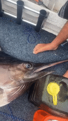 Large marlin caught by fishing boat in Port Kembla