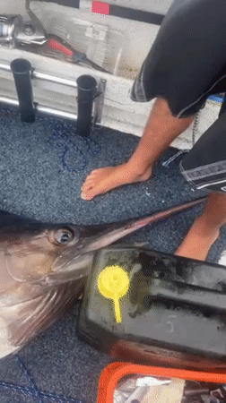 Large marlin caught by fishing boat in Port Kembla