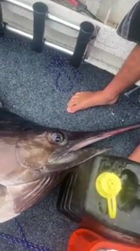 Large marlin caught by fishing boat in Port Kembla