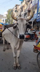 Delhi street life documented across seven locations Monday morning