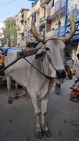 Delhi street life documented across seven locations Monday morning
