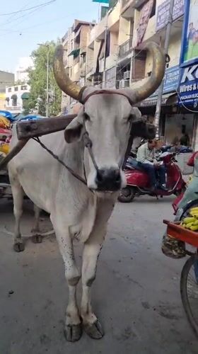 Delhi street life documented across seven locations Monday morning