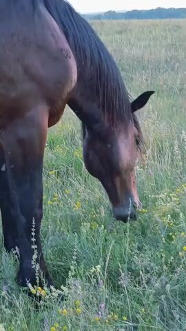 A brown horse grazes in a field of tall green grass with small yellow and purple flowers. The horse is facing away from the camera, its rear end and hind legs visible. The horse lowers its head to eat the grass. The sky is overcast and the lighting suggests it is either early morning or late evening. In the background, a treeline is visible on the horizon.