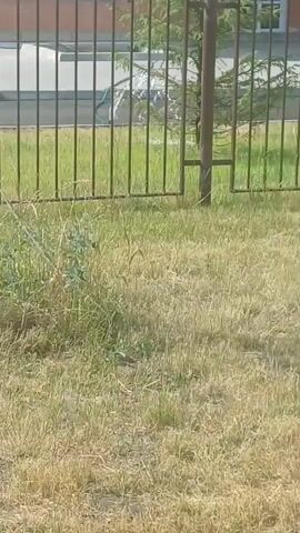 The video shows a close-up view of dry, yellowed grass in the foreground, with a metal fence behind it. Beyond the fence, a small evergreen tree is visible, along with a building and what appears to be a sprinkler system or water feature. The grass looks parched, suggesting a dry or hot environment. The scene appears to be outdoors, likely in a yard or park area. The overall impression is one of a warm, sunny day, possibly during the summer months, given the condition of the grass. There are no people or animals clearly visible in the frame. The building in the background has a modern architectural style with windows. The presence of the sprinkler suggests an effort to water the greenery, which is struggling in the current conditions. The fence is a typical black metal design, commonly found in residential or public spaces. The time of day is difficult to ascertain precisely, but the bright lighting suggests it is daytime. The location is identified as Elitnyi, Russia.